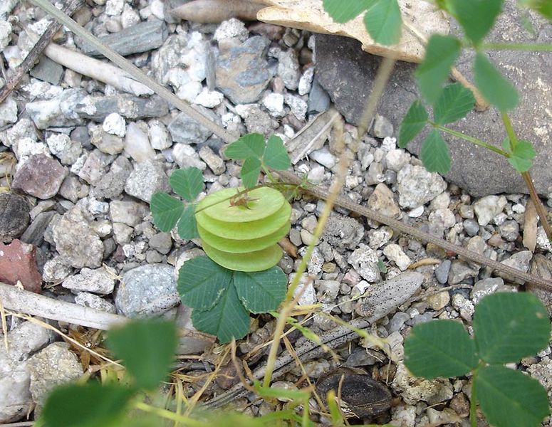 File:Medicago orbicularis2.jpg