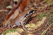 Image of Xenophrys major