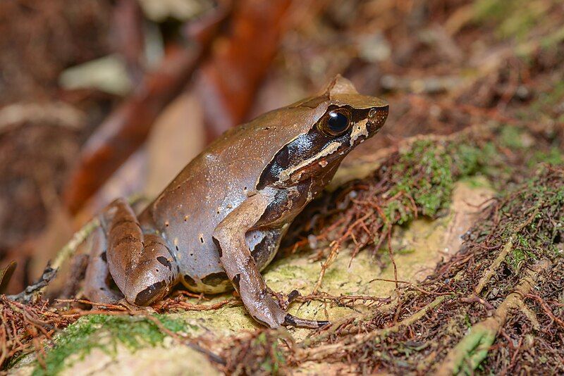 File:Megophrys major.jpg