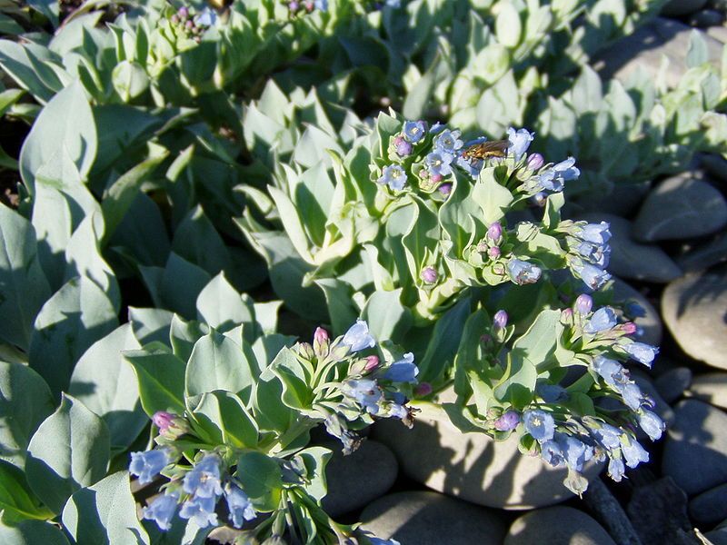 File:Mertensia maritima 2.jpg