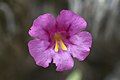 Monkeyflower Mimulus fremontii