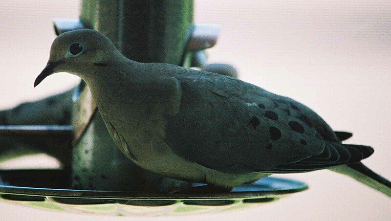 File:MourningDove004.jpg