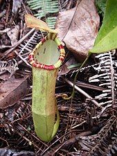 N. mirabilis × N. sumatrana