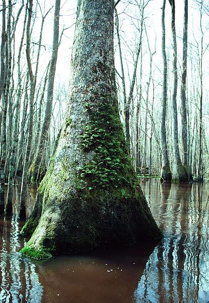 File:Nyssa aquatica tree.jpg