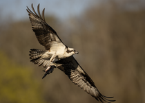 American osprey with American gizzard shad