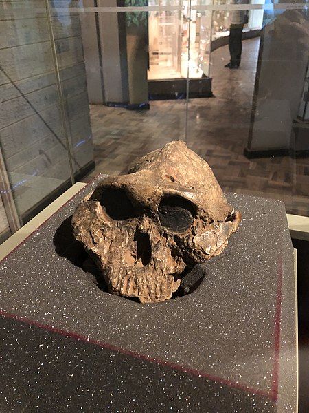 File:Paranthropus boisei 406.jpg