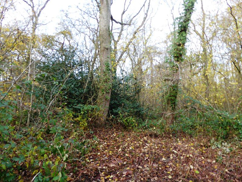 File:Pasture Wood 1.jpg