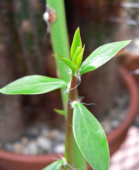 File:Pereskia humboldtii 1.jpg