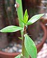 Pereskia humboldtii