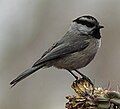 Mountain Chickadee on that same cholla