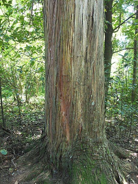 File:Prouse Bush Totara.jpg