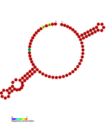 rseX Hfq binding RNA: Predicted secondary structure taken from the Rfam database. Family RF01401.