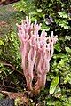 Ramaria sp, Myrtle Forest, Collinsvale, Tasmania, Australia