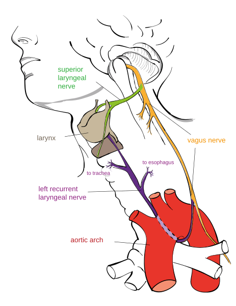 File:Recurrent laryngeal nerve.svg