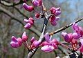 Eastern Redbud detail of buds