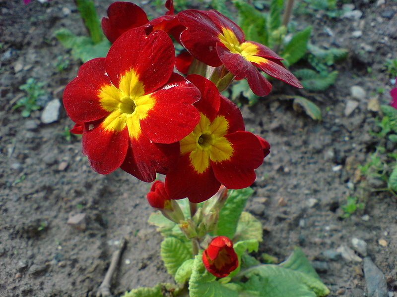 File:Redflowerstafford.JPG