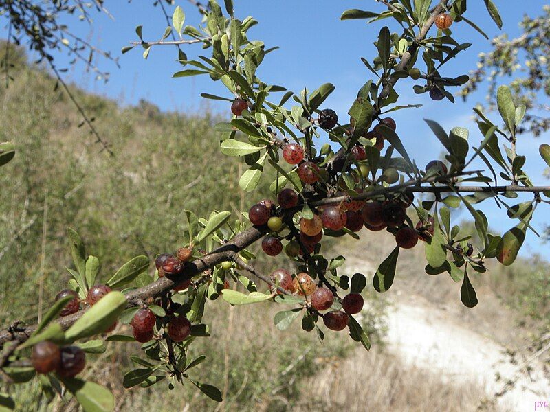 File:Rhamnus lycioides fruits.JPG