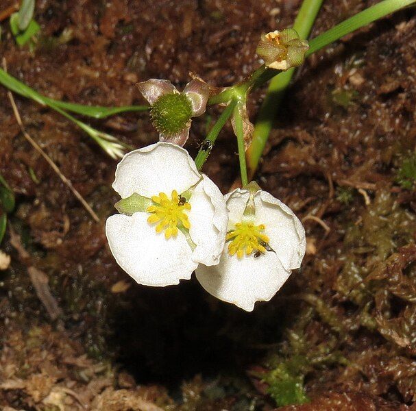 File:Sagittaria engelmanniana.jpg