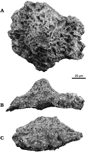 File:Saltasaurus.jpg