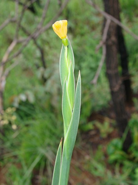 File:Sisyrinchium vaginatum.jpg