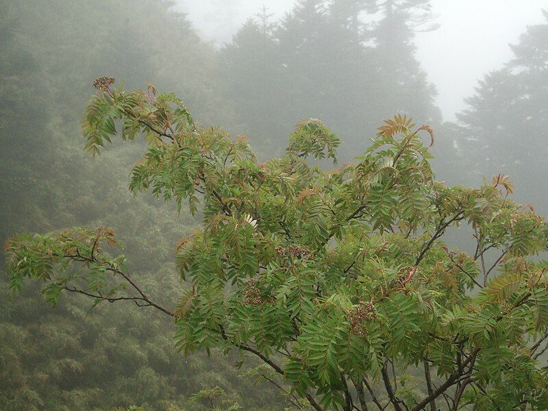 File:Sorbus randaiensis.jpg