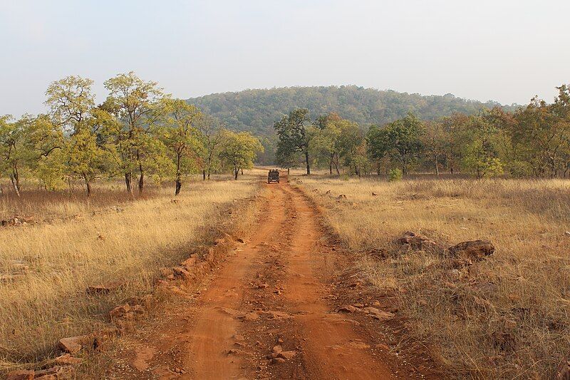 File:Tadoba tiger trail.jpg