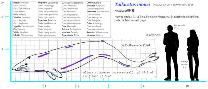 File:Taikicetus.png