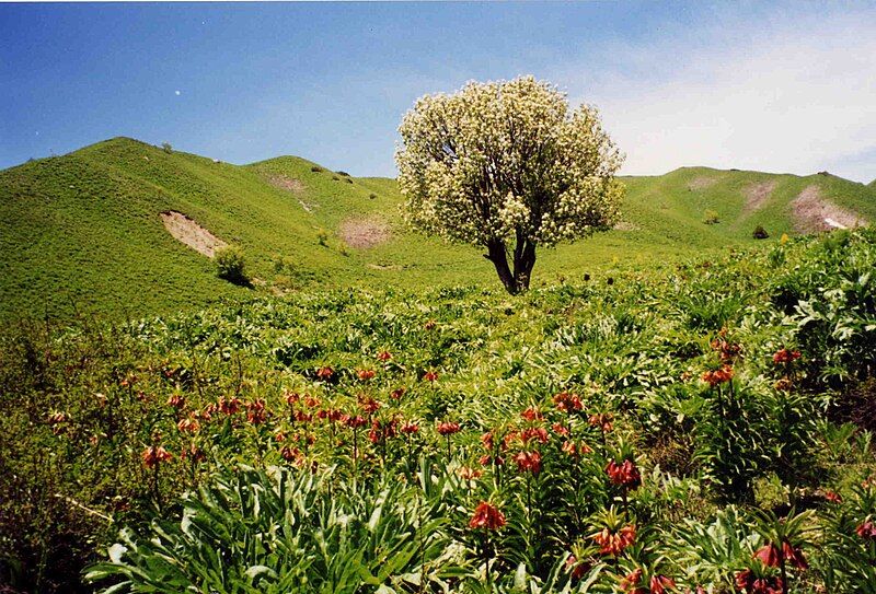 File:Tajik pamir springtime.jpg