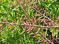 Tamarix gallica buds