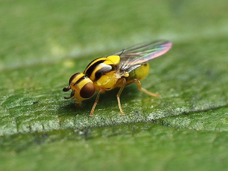 File:Thaumatomyia glabra 140683356.jpg