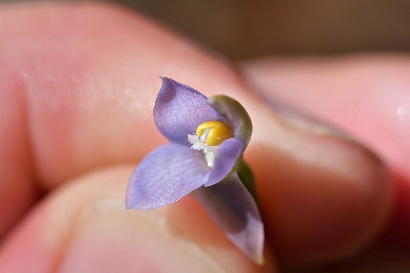 File:Thelymitra colensoi 349973071.jpg