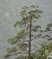 Himalayan hemlock