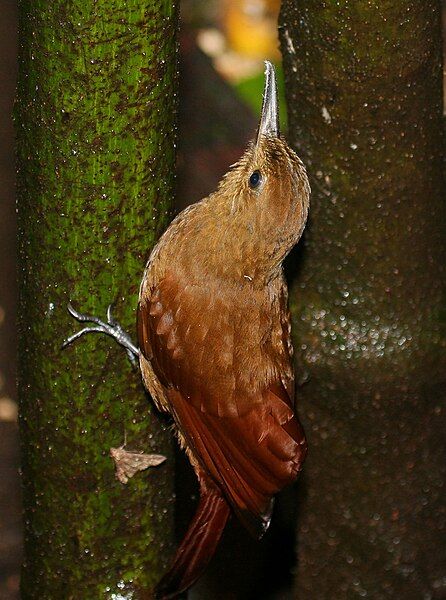 File:Tyrannine woodcreeper.jpg