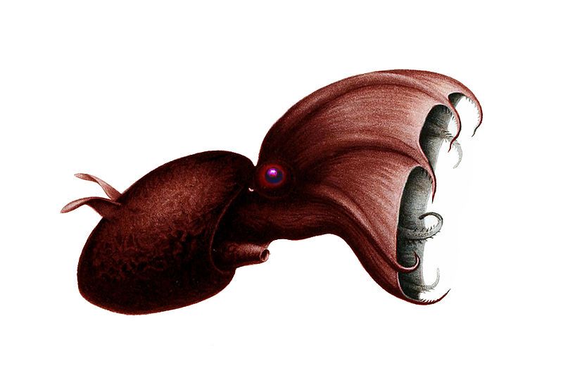 File:Vampyroteuthis infernalis.jpg