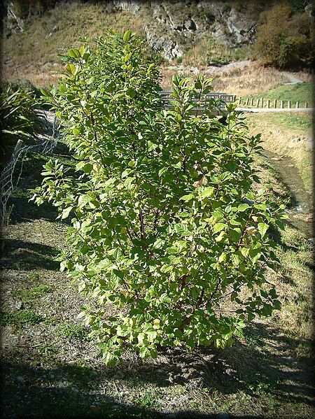 File:Wineberry-tree.jpg