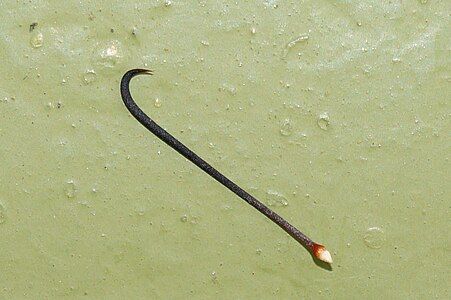 Hooked spine of Mammillaria balsasoides