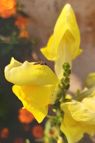 File:Yellow-Snapdragon-Flower(Antirrhinum majus) 05.jpg