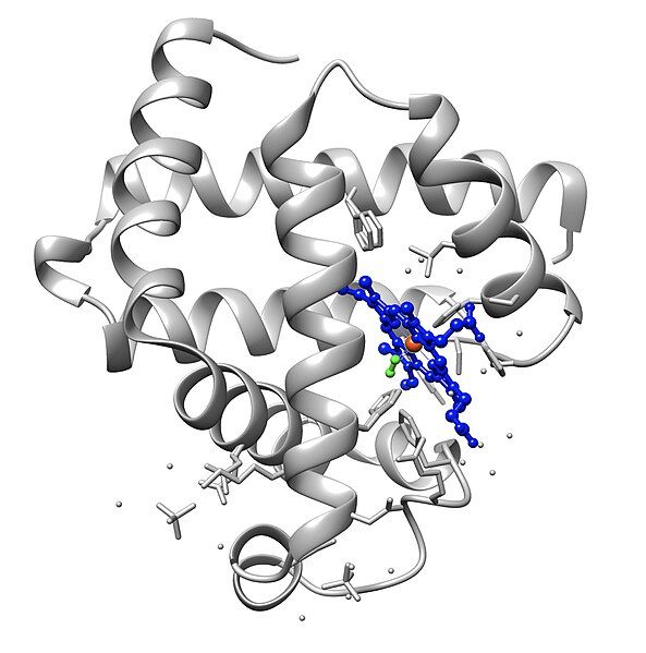 File:1a6m Oxy-Myoglobin.jpg