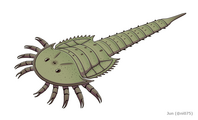 Reconstruction of chasmataspidid Chasmataspis