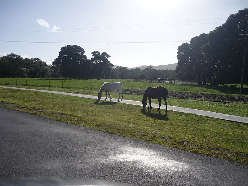 File:AU-Qld-Yarrabah brumbies.jpg