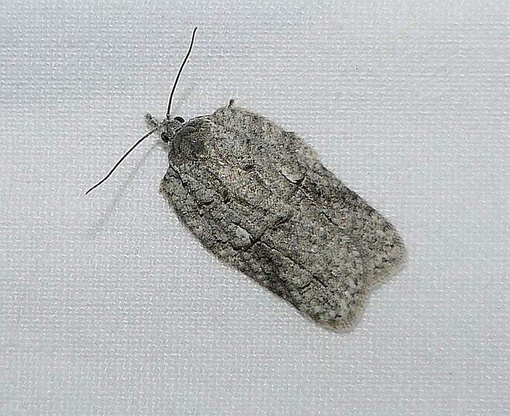 File:Acleris nigrolinea.jpg