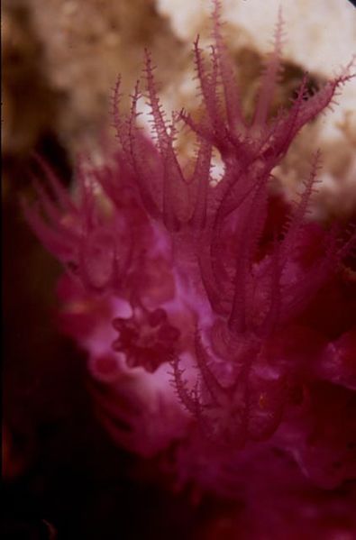 File:Alcyonium fauri020.jpg