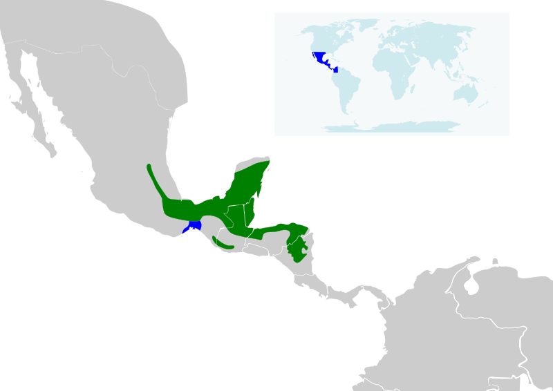 File:Amazilia candida map.svg