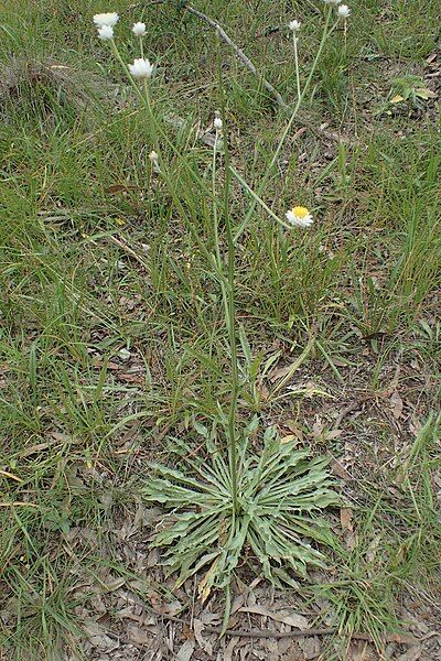 File:Ammobium alatum habit.jpg