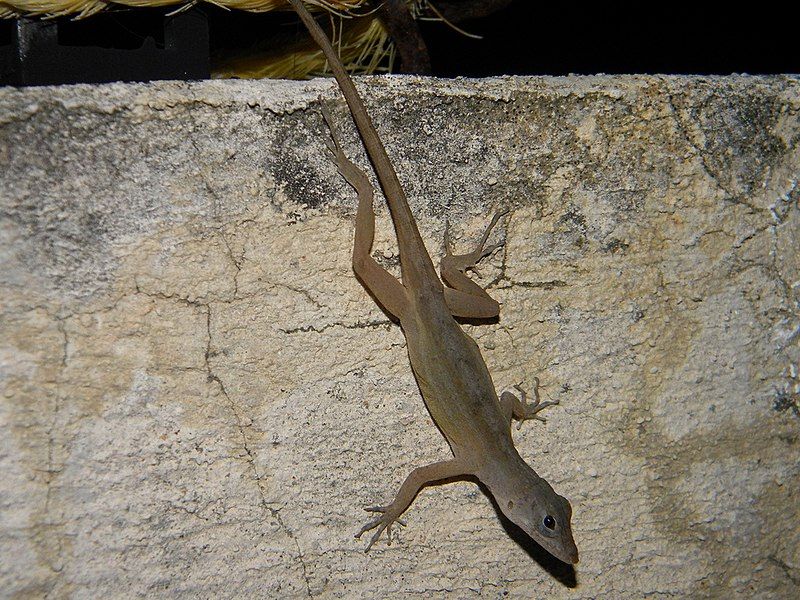 File:Anolis rodriguez.jpg