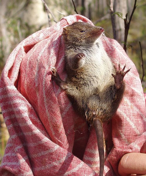 File:Antechinus swainsonii1.JPG