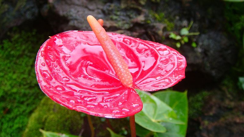 File:Anthurium1.JPG