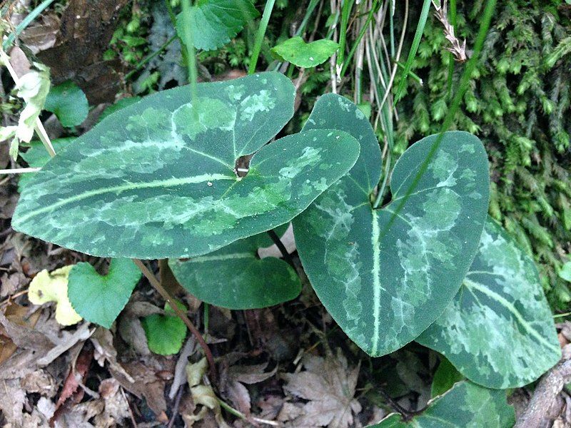 File:Asarum asperum.jpg