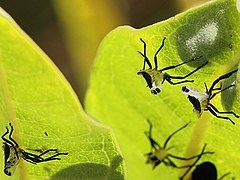 Large milkweed bug