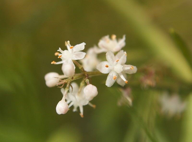 File:Asparagus racemosus fleurs.JPG